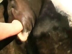Pig animal sex